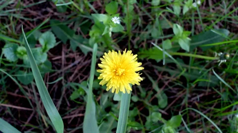 Dandelion. View from above. Grass in background. Stock Footage 35992362