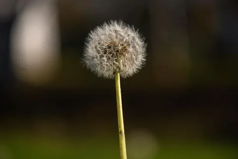 Dandelion VII Stock Photos