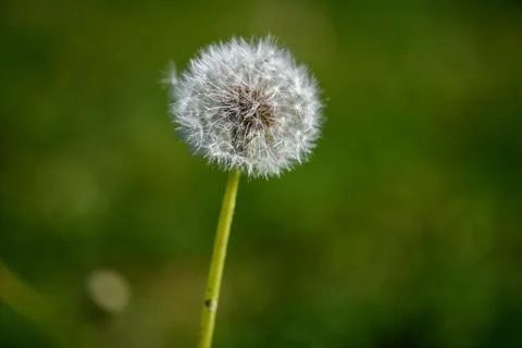 Dandelion VIII Stock Photos