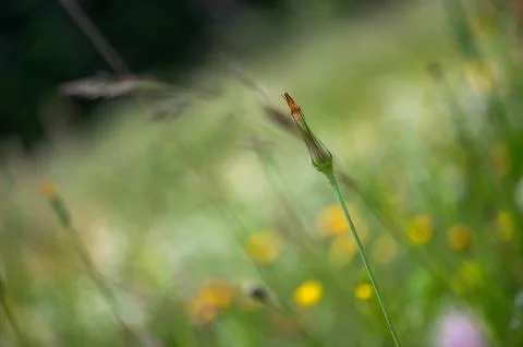 Dandelion in Waiting Foto stock
