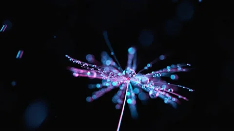 Dandelion with Water Drops Video stock 154429445