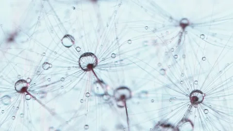 Dandelion with Water Drops Stock Footage 154430322