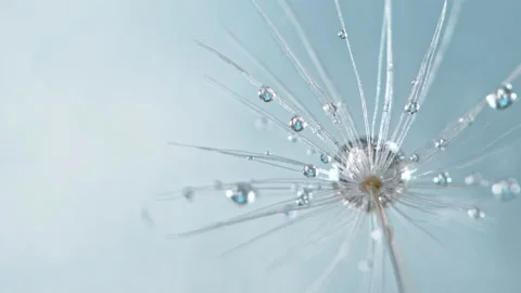 Dandelion with Water Drops Stock Footage 154430485