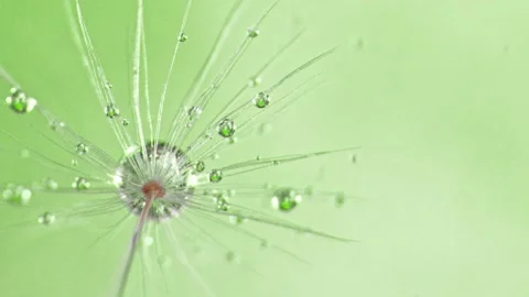 Dandelion with Water Drops Stock Footage 154430568