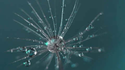 Dandelion with Water Drops Stock Footage 154500248