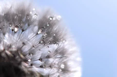 Dandelion with water drops Stock Photos
