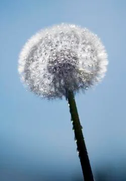 Dandelion with water drops Stock Photos