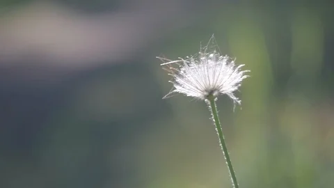Dandelion waving in the wind Stock Footage 100974586