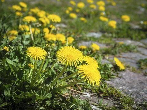 Dandelion by the wayside Foto stock
