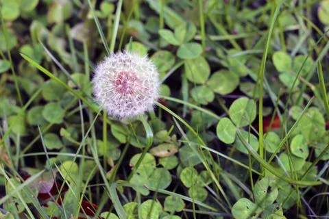 Dandelion Weed Flower Seed Ball in the Garden Stock Photos