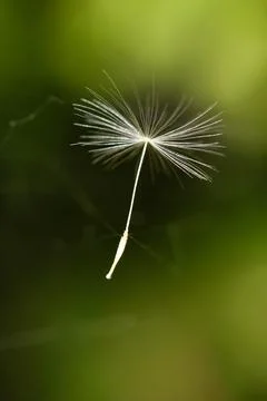 Dandelion weed seed captured in thread of web Stock Photos