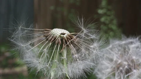 Dandelion weeds in the spring pollenating Stock Footage 131876724