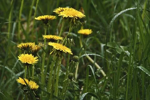 Dandelion in wet grass Stock Photos