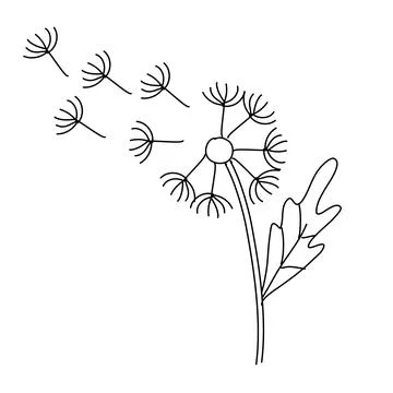 Dandelion on white background. Botany vector illustration Stock Illustration