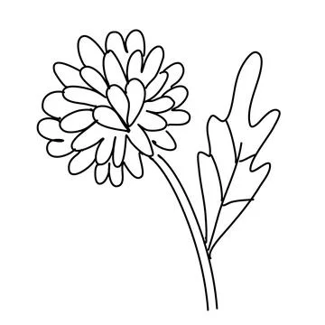 Dandelion on white background. Botany vector illustration Stock Illustration