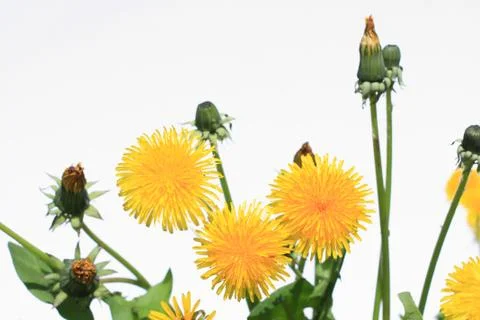 Dandelion on white background Stock Photos