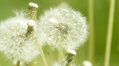 Dandelion white heads in field 스톡 동영상 10891533