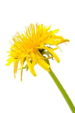 Dandelion on white Stock Photos