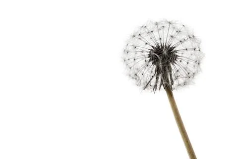 Dandelion on white Stock Photos