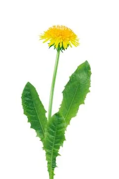 Dandelion on white Stock-Fotos
