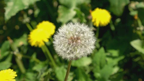 Dandelion white puffy Stock Footage 128361339