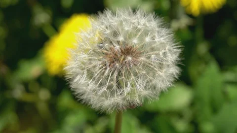 Dandelion white puffy Stock Footage 128361760