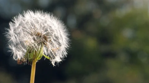 A dandelion whose seeds fly away in the wind Vídeo Stock 97144115
