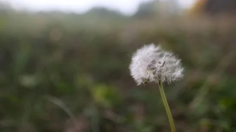 Dandelion Wide Macro Closeup Wind Blowing Video stock 150864831