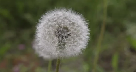 Dandelion in the wind, 4K Stock Footage 244386963