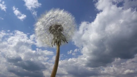 Dandelion in the wind against cloudy sky slow motion Stock Footage 113673967