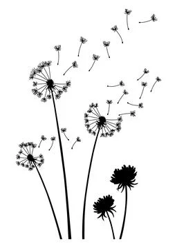 Dandelion wind blow background. Black silhouette with flying dandelion buds on Stock Illustration