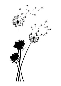 Dandelion wind blow background. Black silhouette with flying dandelion buds on Stock Illustration
