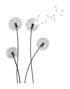 Dandelion wind blow background. Black silhouette with flying dandelion buds on Stock Illustration