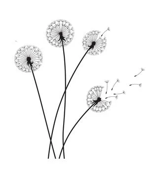 Dandelion wind blow background. Black silhouette with flying dandelion buds on Stock Illustration