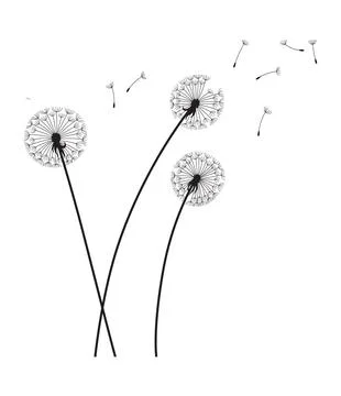 Dandelion wind blow background. Black silhouette with flying dandelion buds on Stock Illustration