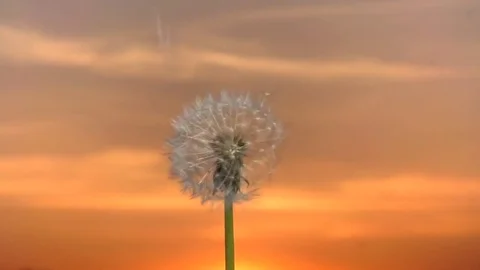 Dandelion. The wind blows away dandelion seeds against the evening sky. Vídeo Stock 75424027