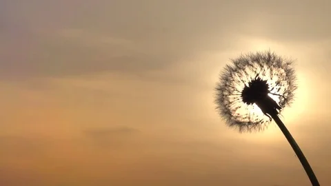 Dandelion. The wind blows away dandelion seeds. Video stock 75480657