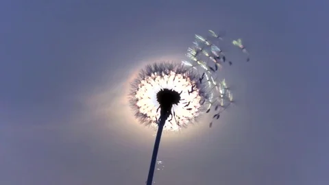Dandelion. The wind blows away dandelion seeds. Video stock 75481027