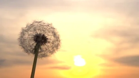Dandelion. The wind blows away dandelion seeds in the setting sun. Stockbeeldmateriaal 75481039
