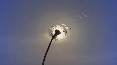 Dandelion. The wind blows away dandelion seeds. Stock Footage