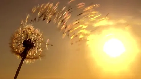 Dandelion. The wind blows away dandelion seeds in the setting sun. Video stock 78023720