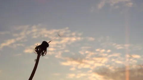 Dandelion. The wind blows away dandelion seeds. Video stock 81827909