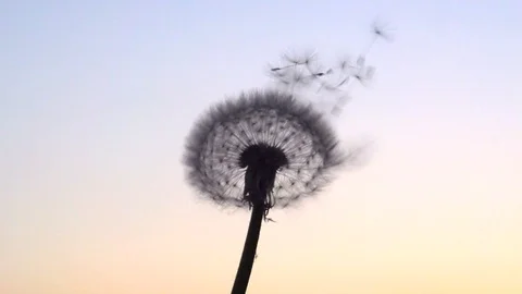 Dandelion. The wind blows away dandelion seeds. Video stock 99683840