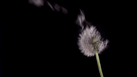 Dandelion. The wind blows the dandelion against a black background. Video stock 77692850