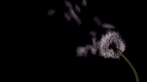 Dandelion. The wind blows the dandelion against a black background. Stock-Footage 77693293