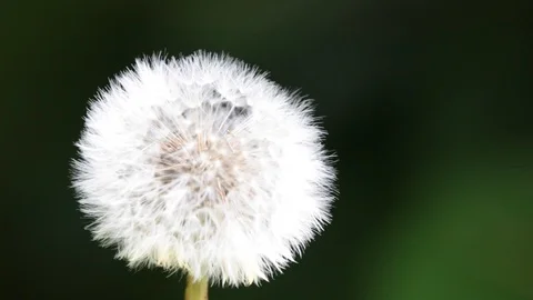 Dandelion in the wind.  Close up 스톡 동영상 108979033