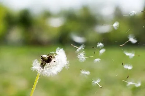 Dandelion on the wind. Dandelion fluff. Dandelion tranquil abstract closeup.. Stock Photos