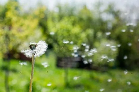 Dandelion on the wind. Dandelion fluff. Dandelion tranquil abstract closeup.. Stock Photos