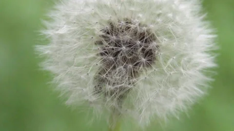 Dandelion wind fly Stock Footage 197065874