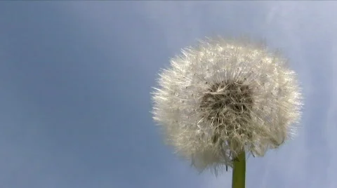 Dandelion in the Wind Video stock 116382